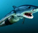 Human to shark