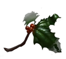 Holly