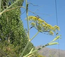Apiaceae