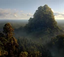 Lothlórien