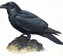 Raven