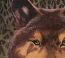 Thomas Haukins (New Earth)