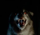 Ashe Werewolf - True Blood