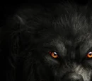 Werewolf Physiology