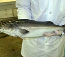 Sablefish