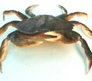 Dungeness crab