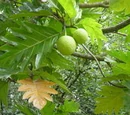 Exotic fruit Recipes