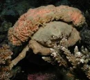 Sponge crab