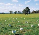 Free-range chicken