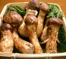Matsutake mushroom