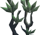 Blood spindle tree