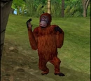 Orangutan
