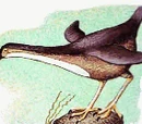 Long-Necked Dipper