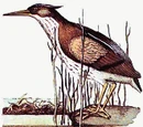 Angler Heron