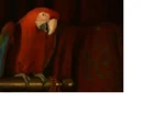 Captain (Parrot)