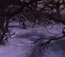 Forest of Shadows