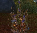 Hazewood Bush