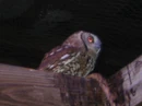 Eastern Screech Owl.jpg
