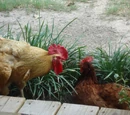 Galliformes