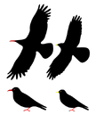 ChoughsDiff.svg