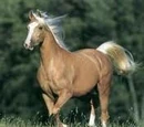 Caballo