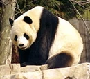 Oso panda