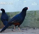 Alagoas Curassow