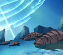 Tiger seal