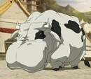 Hippo cow