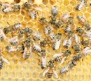 Abeja Buckfast