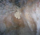 Ted the Caver