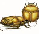 Beetle (4e Monster)