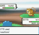 Ditto