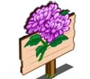 Chrysanthemum