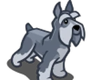 Schnauzer
