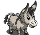 Mini Donkey