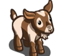 Australian Mini Goat