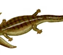 Amphibia
