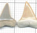 Cosmopolitodus hastalis
