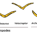 Furcula