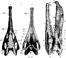 Nicrosaurus