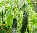 Capsicum annuum 'Pasilla bajio'