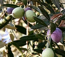 Olives