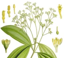 Cinnamomum verum