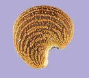 Abelmosco
