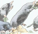 Mole