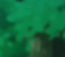 James' Amoonguss
