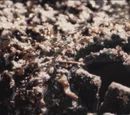 Future Fungus