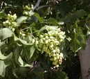 Pistachio