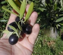 Frantoio olive